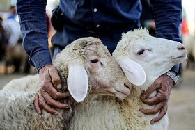 بازرسی و نظارت دامپزشکی کردستان بر دام‌های نذری در تاسوعا و عاشورا