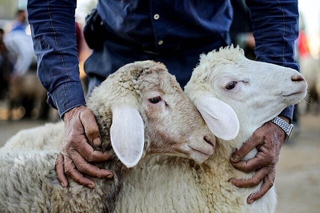 بازرسی و نظارت دامپزشکی کردستان بر دام‌های نذری در تاسوعا و عاشورا