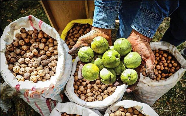 روایت برداشت گردو در روستاهای کردستان