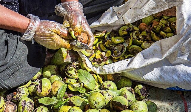 روایت برداشت گردو در روستاهای کردستان