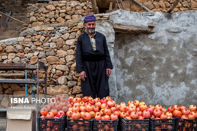 یاقوت‌های کردستان در واپسین روزهای برداشت/روایتی از رنج و گنج