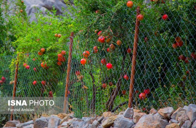 یاقوتهای کردستان در واپسین روزهای برداشت/روایتی از رنج و گنج