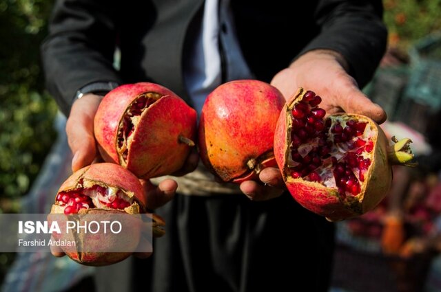 یاقوت‌های کردستان در واپسین روزهای برداشت/روایتی از رنج و گنج