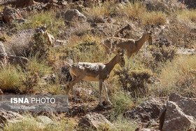 معاون محیط‌زیست کردستان:‌ از غذارسانی خودسرانه به حیات‌وحش خودداری شود