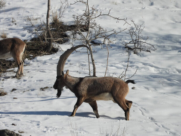 همراهی مردم در روزهای سرد نقش موثری در حفظ و نجات حیات وحش دارد