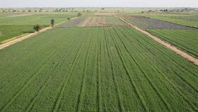 واگذاری ۶۱۳ هکتار از اراضی ملی کردستان برای توسعه تولید و اشتغال پایدار