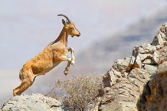 زمستان سخت کردستان و ماجرای حیوانات وحشی که سر از روستاها درمی‌آورند