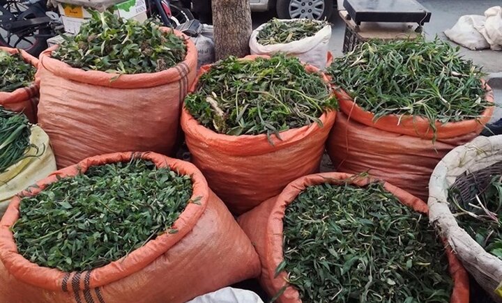 گیاهان بهاری را تازه مصرف کنید