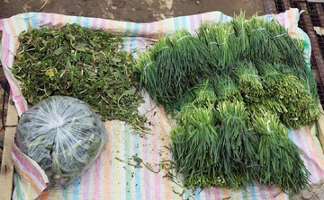 با خواص شگفت‌انگیز گیاهان بهاری آشنا شوید