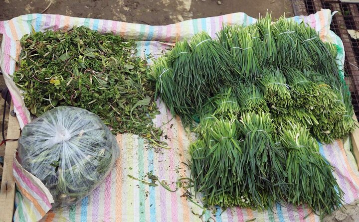 با خواص شگفت‌انگیز گیاهان بهاری آشنا شوید