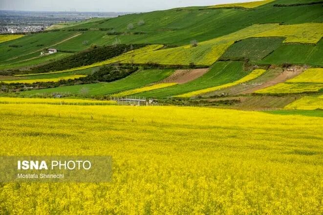 کلزا گامی مهم در توسعە امنیت غذایی/۸۴۰ هکتار از اراضی کردستان زیر کشت کلزا