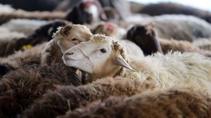 داستان تلف شدن ۳۵۰ رأس دام در روستاهای سنندج چه بود؟