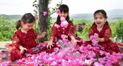 سومین جشنواره گلاب‌گیری با محوریت معرفی گردشگری کشاورزی در شهرستان بانە برگزار می‌شود