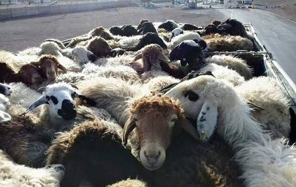 ۲۰۰ رأس دام فاقد مجوز قانونی در بیجار توقیف شد