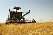 آغاز برداشت گندم در بیجار؛ ۲۲ مرکز خرید تضمینی آماده تحویل محصول کشاورزان
