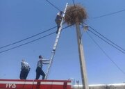 دو لک‌لک گرفتار در نخ‌های پلاستیکی در دیواندره نجات یافتند