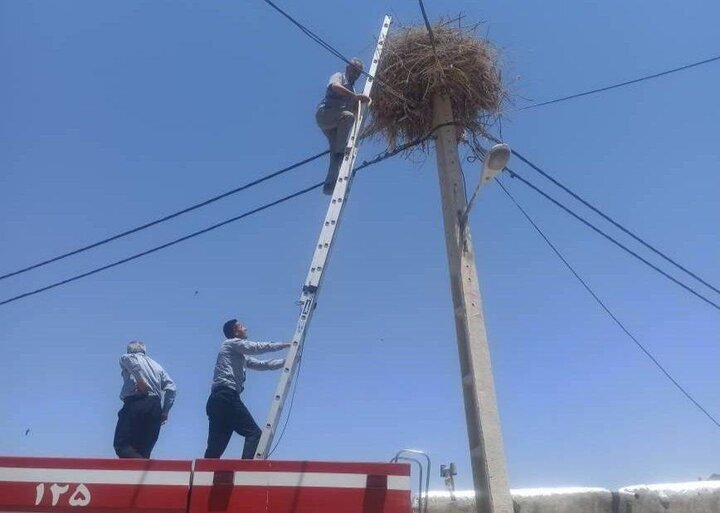 دو لک‌لک گرفتار در نخ‌های پلاستیکی در دیواندره نجات یافتند