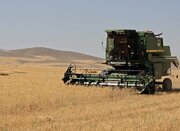 آغاز برداشت و خریدتضمینی گندم دربیجار