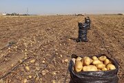 پروژه فرآوری سیب‌زمینی با سرمایه‌گذاری بیش از ۲ هزار میلیارد تومان در دهگلان اجرا می‌شود