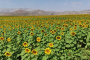 رونق کشت آفتابگردان آجیلی در دهگلان/ پیش‌بینی تولید ۴۷۰ تن از این محصول