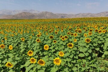 رونق کشت آفتابگردان آجیلی در دهگلان/ پیش‌بینی تولید ۴۷۰ تن از این محصول