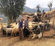 آغاز واکسیناسیون یک میلیون و ۵۰۰ هزار رأس دام کردستان علیه تب برفکی