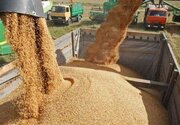 فضای ذخیره‌سازی نهاده‌های دامی در کردستان افزایش می‌یابد