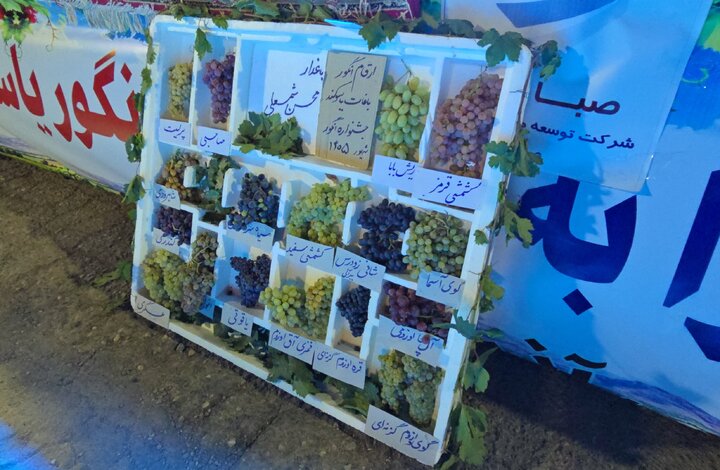 معاون استاندار کردستان: جشنواره انگور یاسوکند فرصتی برای رفع نیاز باغداران است