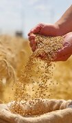 فرماندار قروه خواستار تسریع در پرداخت مطالبات گندم‌کاران شد
