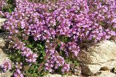 آویشن دارای ترکیب‌های تیمول و کارواکرول است