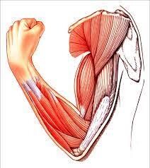 هایپرتروفی عضله اسکلتی برای بزرگسالان اهمیت ویژه‌ای دارد