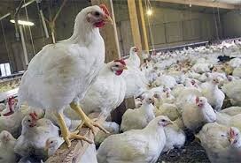 ۱۱۰ واحد مرغ گوشتی صنعتی در خرم‌آباد فعالیت دارند