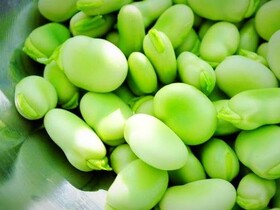 پیش‌بینی تولید ۱۰ هزار تن باقلای خشک در لرستان