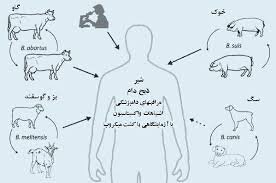 شناسایی و واکسیناسیون مناطق پرخطر بیماری تب مالت لرستان