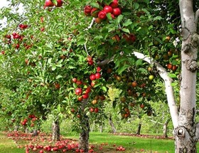 مهم‌ترین علائم کمبود عناصر غذایی در درختان میوه