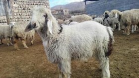 دوقلوزایی ۲۳ درصد گوسفندان لُری