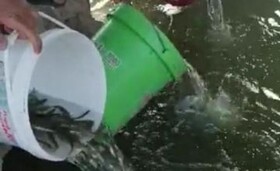 نجات ۳۰۰۰ قطعه ماهی در رودخانه پینه بر دلفان