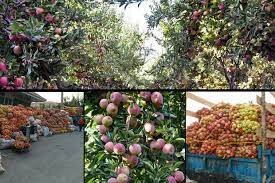 بیش از ۳۱ هزار تن سیب در بروجرد تولید می‌شود