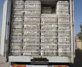 جلوگیری از توزیع بیش از ۵ تن مرغ فاقد مجوز در دورود