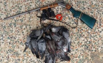 دستگیری متخلفین شکار غیرمجاز ۱۶ قطعه کبوتر چاهی در ازنا
