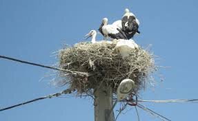 روستای لکلکها کجاست؟ روستای لکلکها کجاست؟