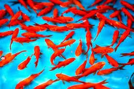 ماهی قرمز را از مراکز معتبر و تحت نظارت شهرداری‌ها و دامپزشکی خریداری کنید
