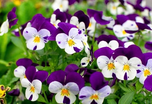 کاشت بیش از ۴۰۰ هزار گل فصلی در شهر بجنورد کاشت بیش از ۴۰۰ هزار گل فصلی در شهر بجنورد