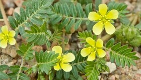 خواص و فواید دارویی و درمانی خارخاسک