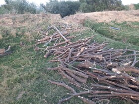 دستگیری متخلفین قطع اشجار در تالاب بیشه دالان بروجرد