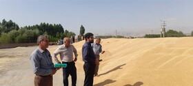رشد ۸۰ درصدی خرید گندم در لرستان