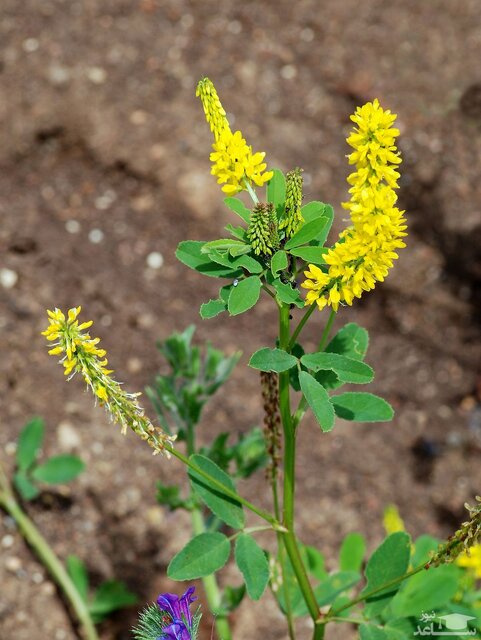 «شبدر شیرین» گیاهی با خواص ضدانعقادی