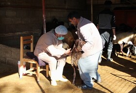 ۱۸۵ هزار راس دام سبک لرستان برعلیه بیماری تب برفکی واکسینه شدند