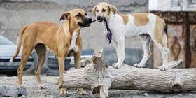 خانه برای بلاصاحبان