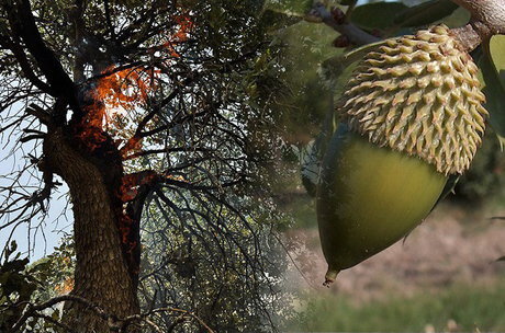 قاتلِ فانتزی زاگرس